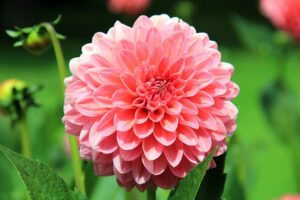 Dahlia nain