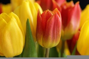 Tulipes jaunes