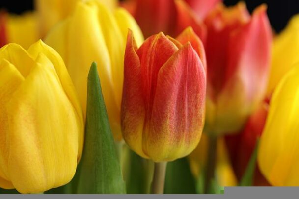 Bulbe de tulipe
