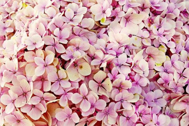 Hortensia grimpant rose