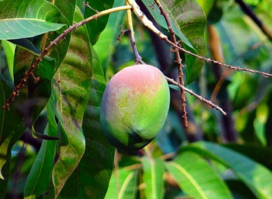 Mangifera indica, mangue