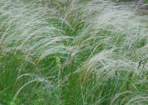 Stipa