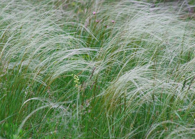 Stipa