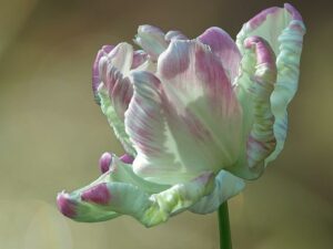 Tulipe perroquet