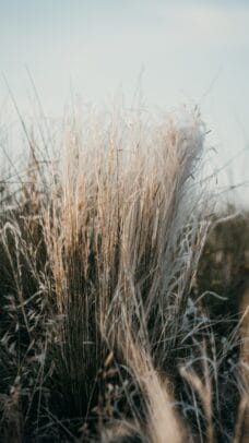 Stipa tenuissima
