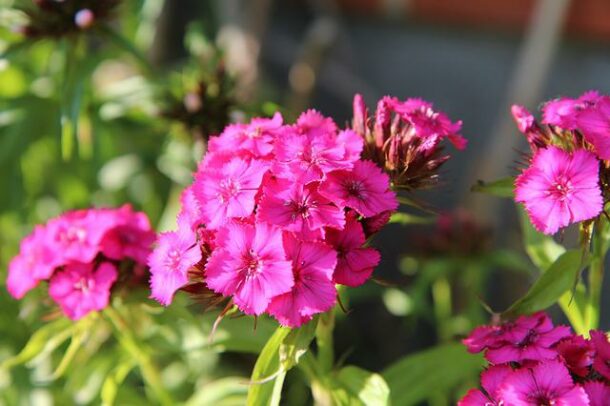 Dianthus Barbatus ou oeillet de poête