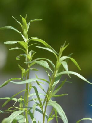 Artemisia Dracunculus