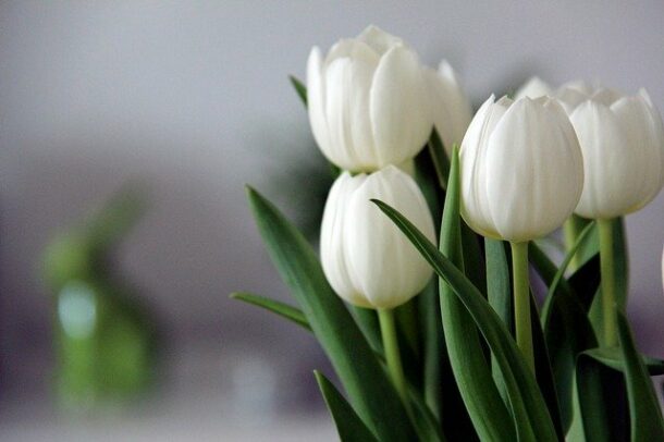 Tulipes blanches