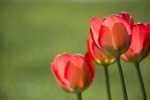 Tulipes rouges