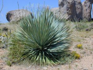 Yucca rostrata Blue Swan