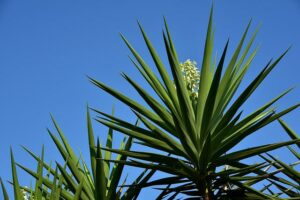 Palmier yucca rostrata