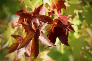 Arbre liquidambar