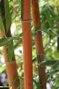 Bambou rouge
