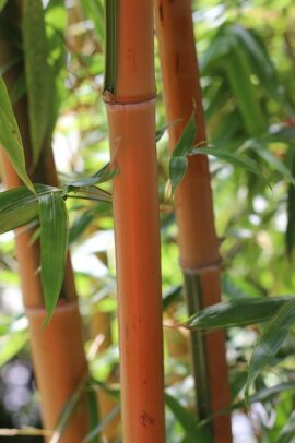 Bambou rouge