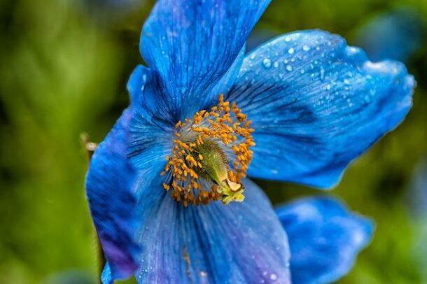 Coquelicot bleu