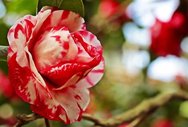 camellia-g52e152a8f_640