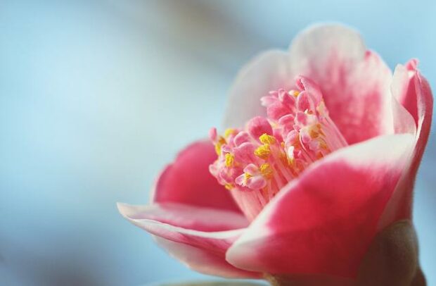 camellia-gf51b06f64_640
