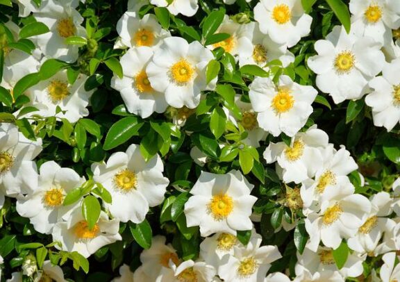 cherokee-rose-g18b4fc809_640