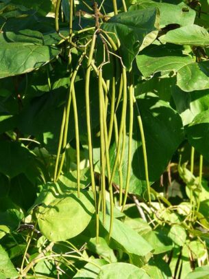 Catalpa à fruit