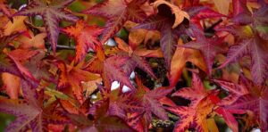 Liquidambar Styraciflua