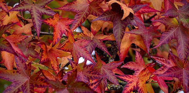 Liquidambar Styraciflua