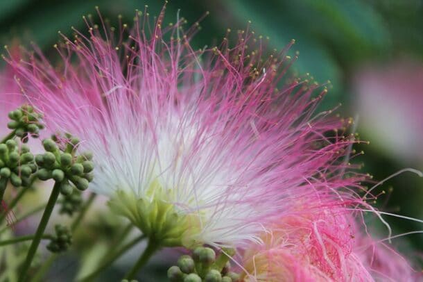 flower-g56e9a2688_640