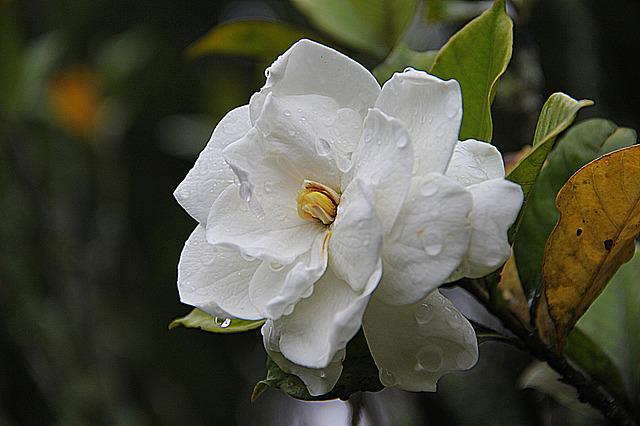 Gardénia