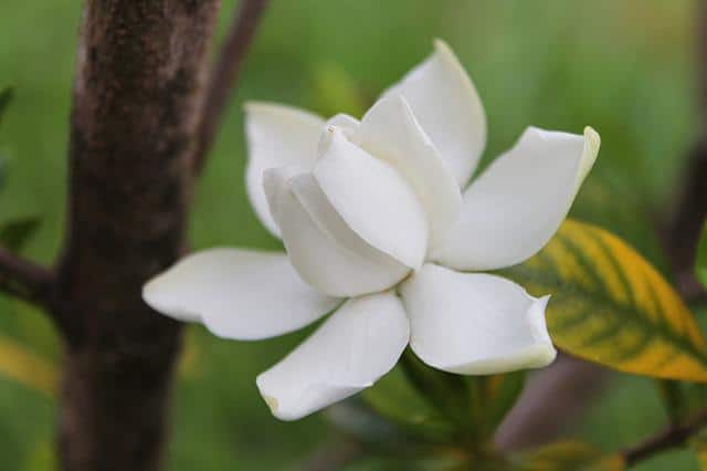 gardenia-g600b2597d_640