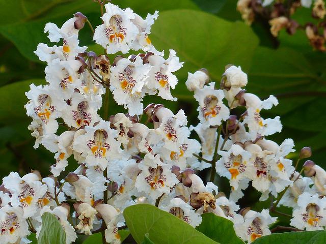 catalpa bignonioïde