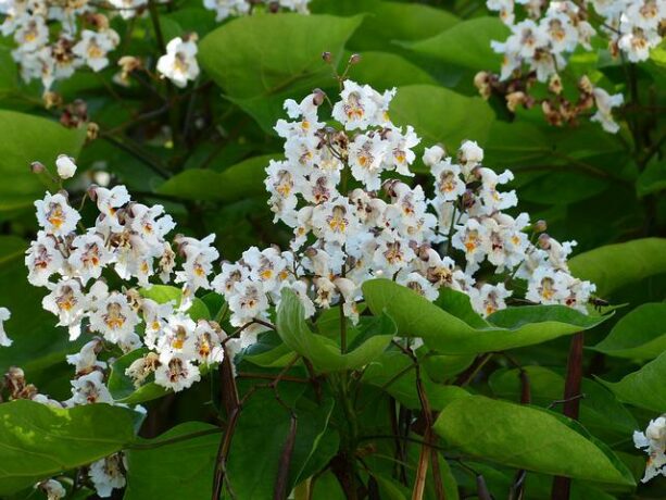 Catalpa