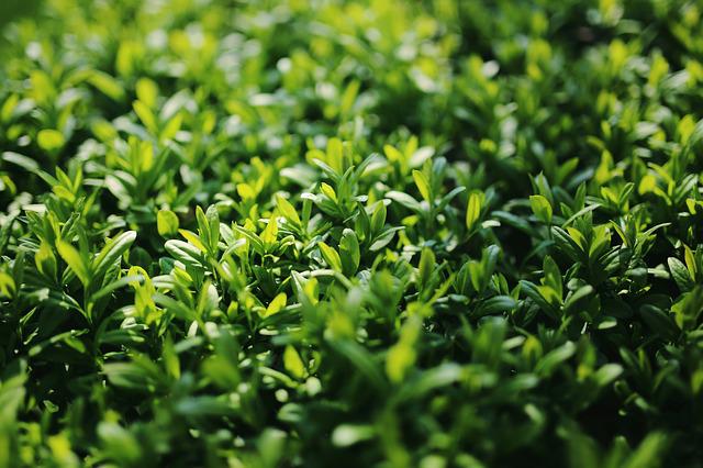 ligustrum-g169940ef4_640