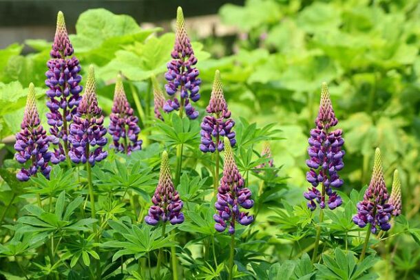 Fleurs de lupin