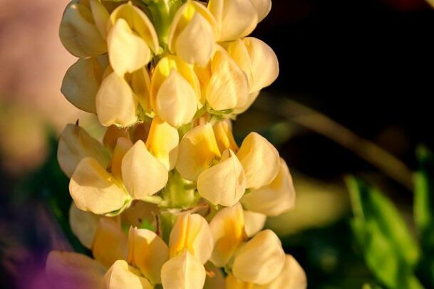 Lupin jaune