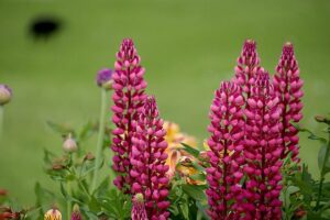 Lupin vivace