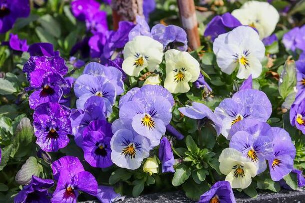 violette
