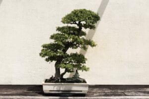 Bonsai liquidambar
