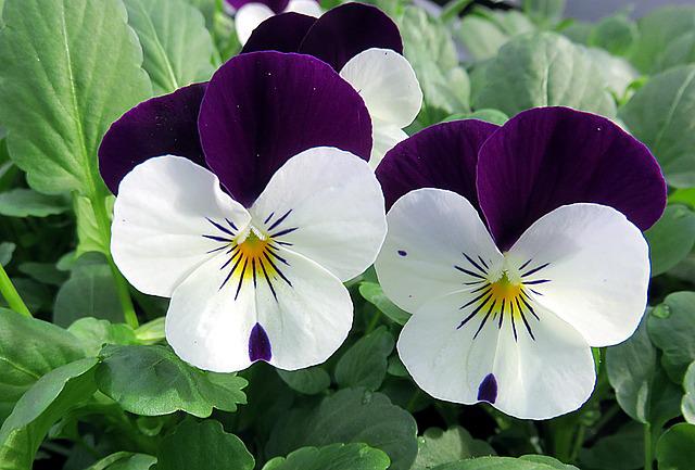 Viola