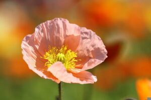 Coquelicot rose
