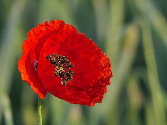 Fleurs coquelicot