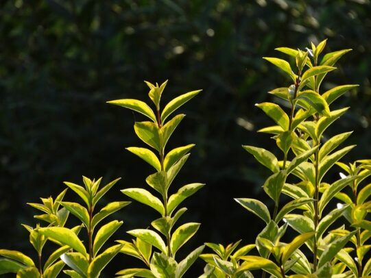 privet-g7c3480c26_640