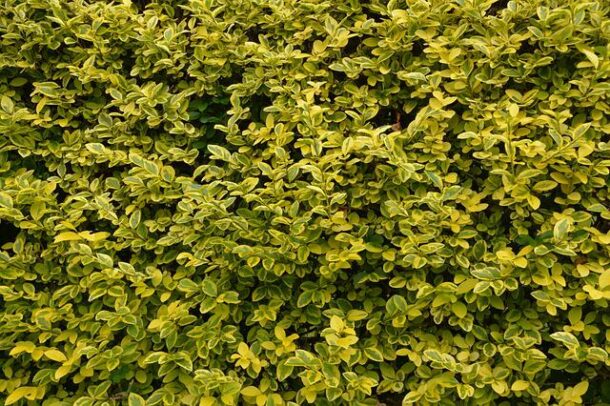 privet-hedge-g8186d5c90_640