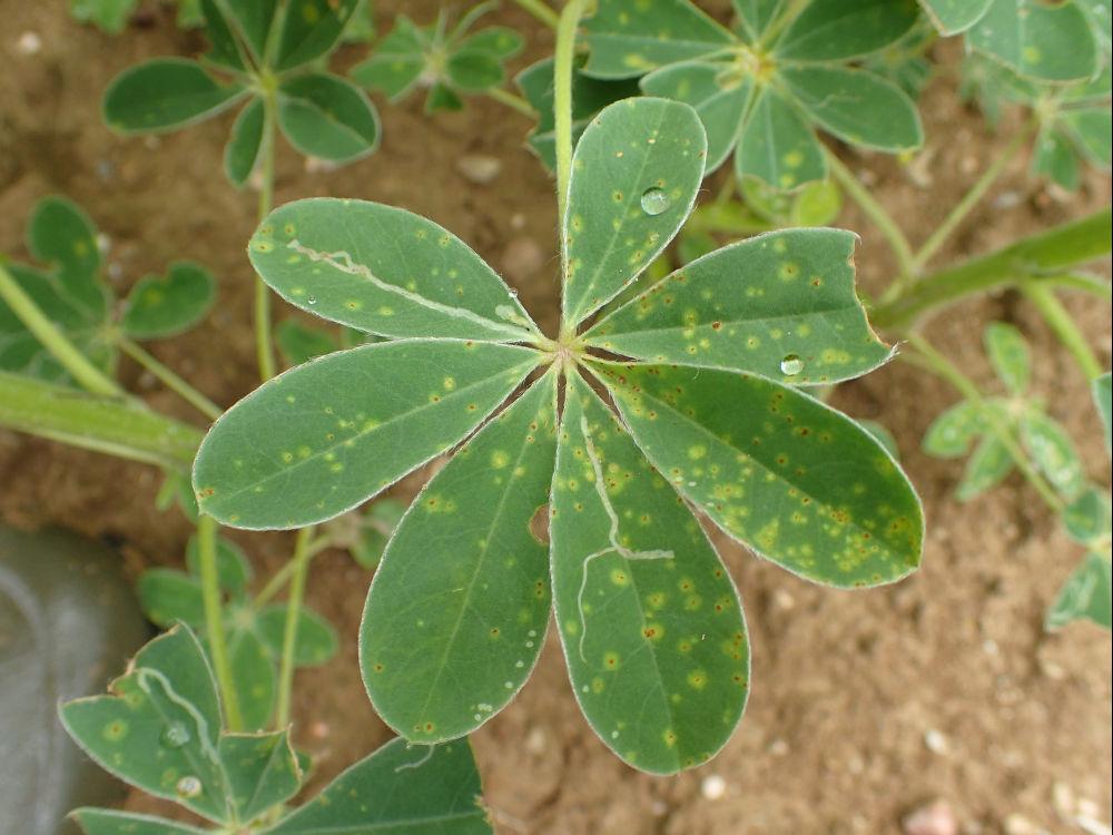 rouille plante