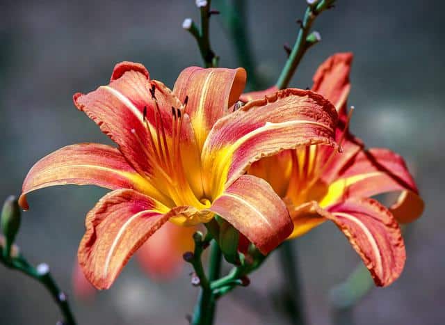 Hémérocalle fauve aux fleurs orange