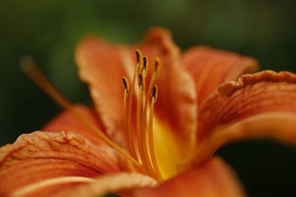 Hemerocallis