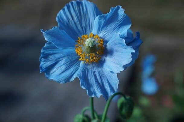 pavot bleu