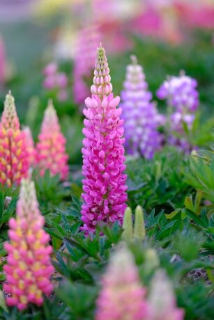 lupin
