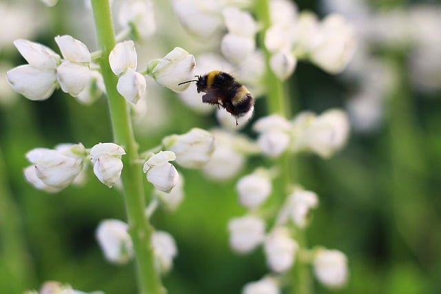 lupin blanc