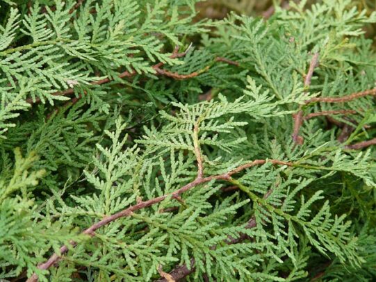 Thuya occidentalis