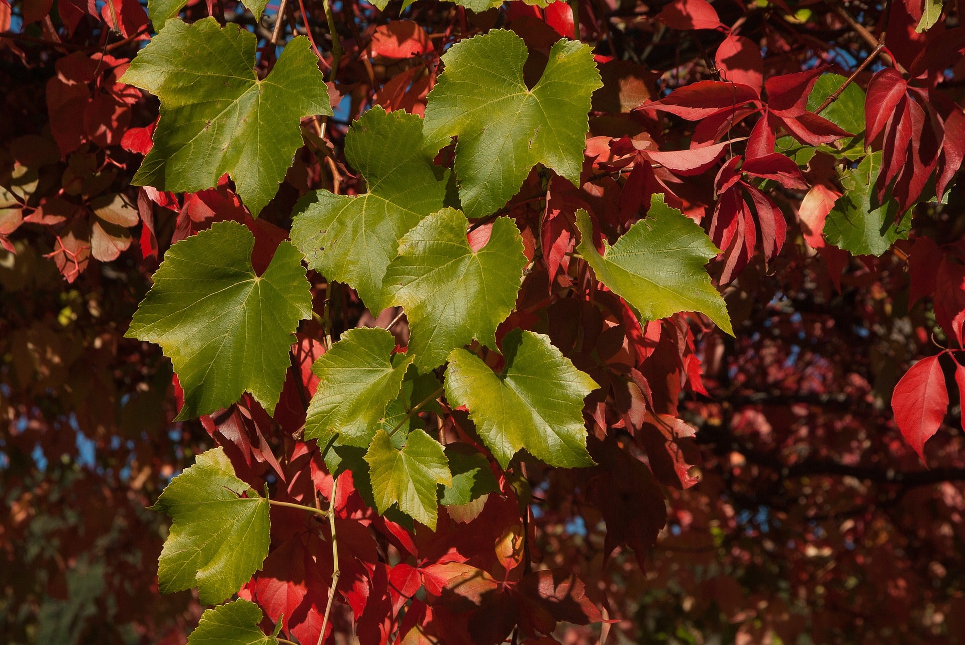Feuille automne vigne vierge
