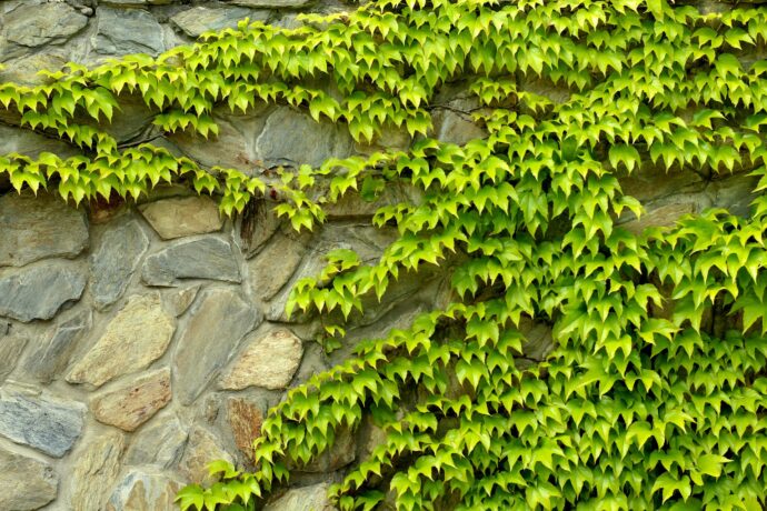 Vigne vierge Parthenocissus quinquefolia